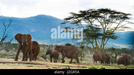 Les éléphants d'Afrique, Kenya Banque D'Images