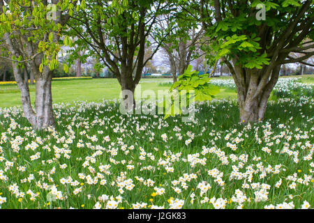 Lits de narcisses et jonquilles jaune blanc sur une pente herbeuse, dans le parc, à l'Desmesne Barnet à Belfast à la fin d'avril, juste avant la floraison Banque D'Images