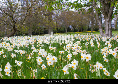 Lits de narcisses et jonquilles jaune blanc sur une pente herbeuse, dans le parc, à l'Desmesne Barnet à Belfast à la fin d'avril, juste avant la floraison Banque D'Images