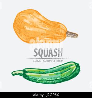 Vecteur numérique détaillée couleur squash hand drawn retro illustration collection set. Artistique mince crayon contour linéaire. Vintage style plat d'encre, engrav Illustration de Vecteur