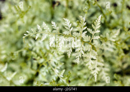 Cystopteris protrusa, vessie plaine plaine fougère fougère, cassants ou fragiles de plaine fern Banque D'Images