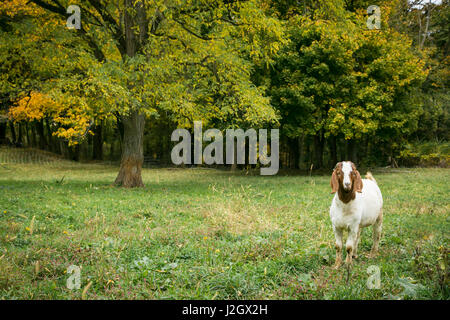 Pittsburgh, PA. USA. L'automne à la ferme. Banque D'Images