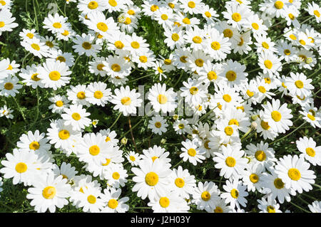 Marguerite oxeye Leucanthemum vulgare, marguerites. Banque D'Images