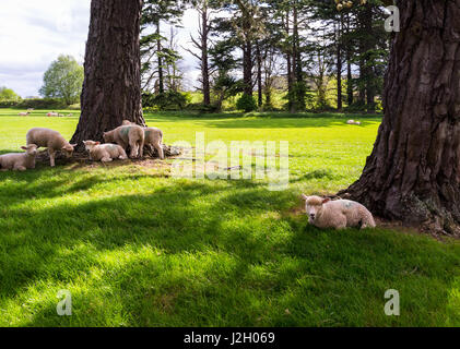 Les brebis avec leurs agneaux rassemblement dans un pittoresque prairie sous les arbres et un ciel bleu. Banque D'Images