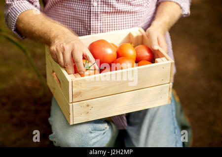 L'homme principal ou de l'agriculteur avec fort de tomates à la ferme Banque D'Images