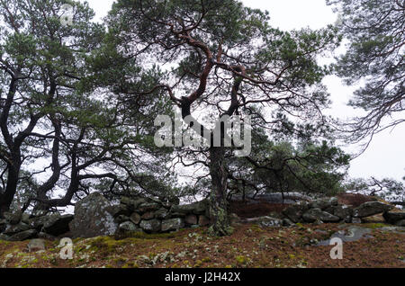 Un pin avec de nombreuses branches tordues contre un ciel gris Banque D'Images