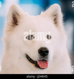 Close up of White Samoyède. Bjelkier Banque D'Images