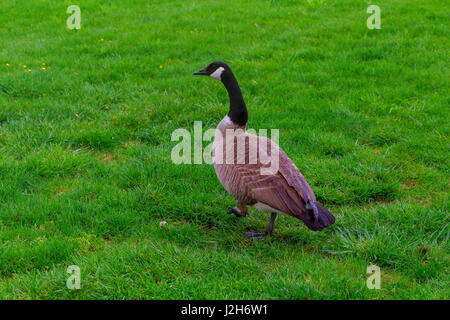 Photo incroyable d'oies cendrées n désert. L'image représente parfaitement : Goose sur grass,l'alimentation, ou flottant sur le côté de l'eau, dans l'oie Banque D'Images