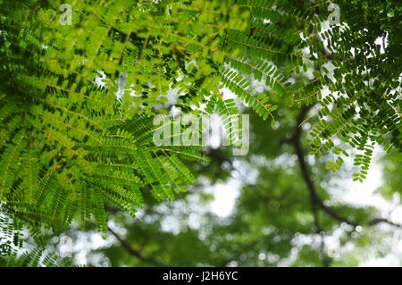 Arbre flamboyant, Delonix regia, Royal Poinciana, flame tree. Banque D'Images