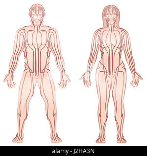 Méridiens d'acupuncture du corps de l'homme et de la femme - thérapie alternative traitement mct infographie - illustration isolé sur fond blanc. Banque D'Images