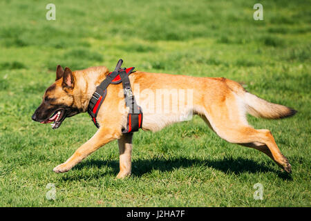 Malinois chien course rapide à l'extérieur dans l'herbe d'été vert lors de la formation. Bien-élevé et formé Malinois belge sont généralement actifs, intelligents, ami Banque D'Images