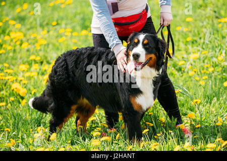 Chien de ferme bernois Berner Sennenhund Jouer en plein air printemps vert prairie avec des fleurs jaunes. Chien de bétail bernois Banque D'Images