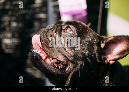 Close Up Portrait of Young Black Bouledogue français chien Banque D'Images