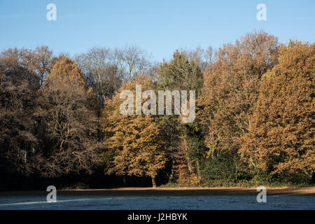 Automne coloriage de Foxwarren Woods, Surrey, UK. Octobre Banque D'Images