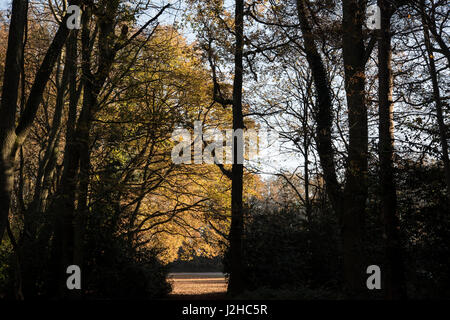 Automne coloriage de Foxwarren Woods, Surrey, UK. Octobre Banque D'Images