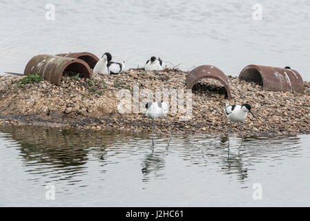 Avocettes de nidification (Recurvirostra avosetta) Banque D'Images