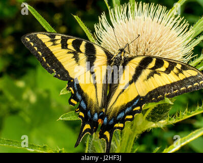 Western Tiger Swallowtail sur un chardon dans le désert du Grand Ours au Montana, USA Banque D'Images