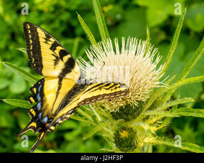 Western Tiger Swallowtail sur un chardon dans le désert du Grand Ours au Montana, USA Banque D'Images