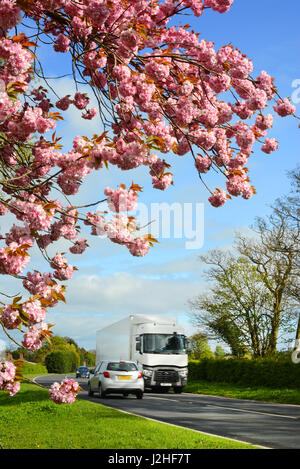 Camion passant en bordure de la belle fleur de cerisier au printemps york yorkshire royaume uni Banque D'Images