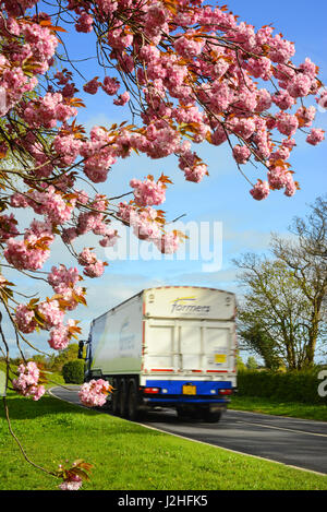 Camion passant en bordure de la belle fleur de cerisier au printemps york yorkshire royaume uni Banque D'Images