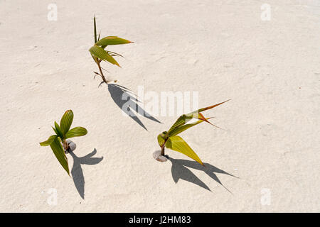 La germination de la noix de coco, petits cocotiers (Cocos nucifera) dans le sable, les Îles Cook, l'Océanie Banque D'Images