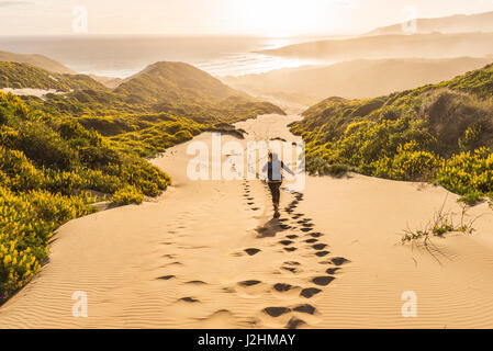 Femme courant le long des dunes, des dunes de sable jaune avec des lupins (Lupinus luteus) phlébotome, Bay, Dunedin, Otago, Région de l'Otago Peninsula Banque D'Images