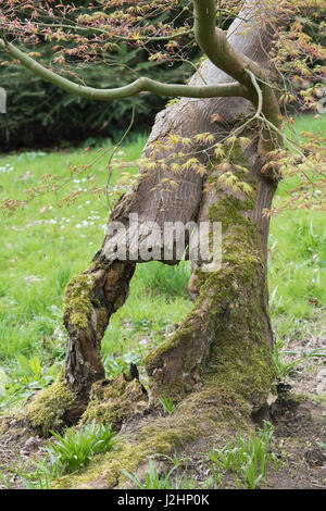 Trou dans un vieux tronc d'arbre Acer palmatum en décomposition. UK Banque D'Images