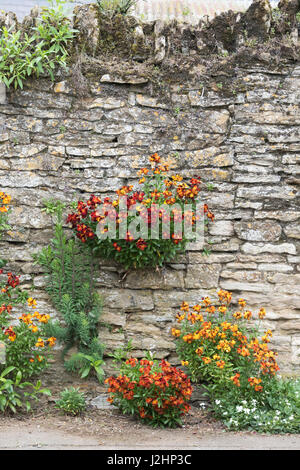 L'Erysimum. Wallflowers le long d'un mur de pierre dans le village de Charlton, Northamptonshire, Angleterre Banque D'Images