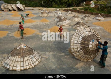 Les agriculteurs de paddy de séchage sur le plancher d'une usine de transformation du riz à Brahmanbaria, au Bangladesh. Banque D'Images