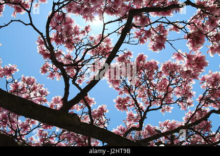 Magnolia tree against blue sky Banque D'Images