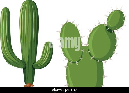 Deux types de cactus illustration Illustration de Vecteur