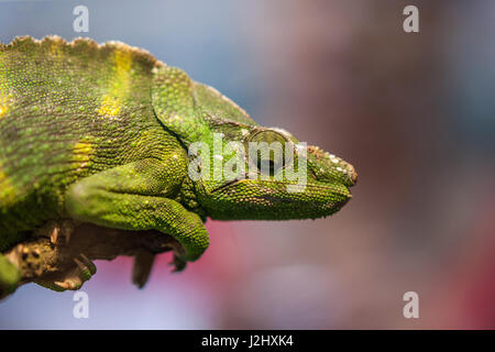 Portrait d'un caméléon vert Banque D'Images