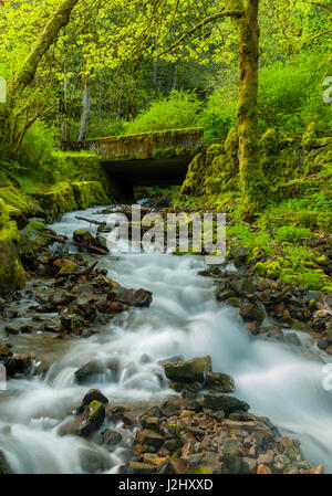 USA (Oregon), Réserve Naturelle Wahkeena Falls. Situé sur la I-84, le Columbia River Gorge Scenic Area est célèbre pour ses ruisseaux et cascades. Banque D'Images