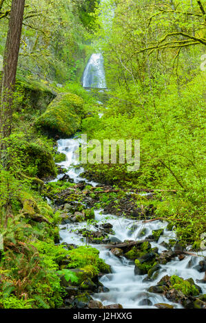 USA (Oregon), Réserve Naturelle Wahkeena Falls. Situé sur la I-84, le Columbia River Gorge Scenic Area est célèbre pour ses ruisseaux et cascades. Banque D'Images