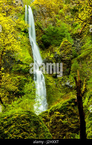USA (Oregon), Réserve Naturelle Wahkeena Falls. Situé sur la I-84, le Columbia River Gorge Scenic Area est célèbre pour ses cascades. Banque D'Images