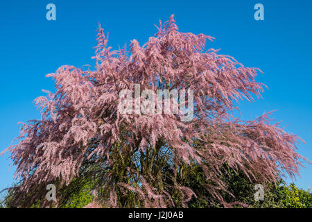 Tamaris (Tamarix gallica) en pleine floraison - France. Banque D'Images