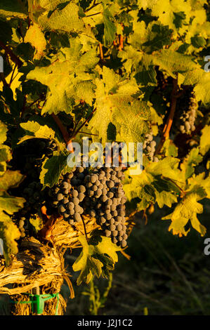 Usa, l'État de Washington, la pente. Cabernet Sauvignon de la Stillwater Creek Vineyard à Washington's Wine Country. Banque D'Images