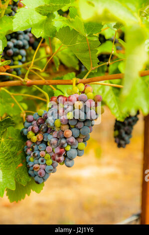 L'État de Washington, USA, Yakima Valley. Syrah en vignoble. Boushey Banque D'Images