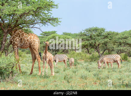 Girafe et zèbre dans la savane de l'Afrique australe Banque D'Images