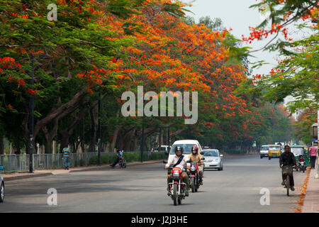 Krishnachura ou Flame Tree ou Gulmohar. Nom botanique Delonix regia à la Sher-e-bangla Nagar. Dhaka, Bangladesh Banque D'Images