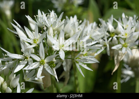 Gros plan de fleurs de l'ail sauvage appelée Ramsons / Allium ursinum. Un subst. de l'ail en cuisine et métaphore de la quête d'aliments sauvages au printemps Banque D'Images