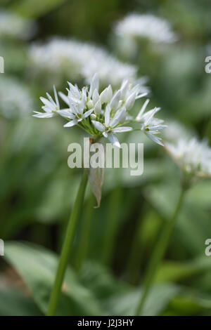 Gros plan de fleurs de l'ail sauvage appelée Ramsons / Allium ursinum. Un subst. de l'ail en cuisine et métaphore de la quête d'aliments sauvages au printemps Banque D'Images