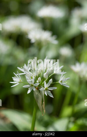 Gros plan de fleurs de l'ail sauvage appelée Ramsons / Allium ursinum. Un subst. de l'ail en cuisine et métaphore de la quête d'aliments sauvages au printemps Banque D'Images