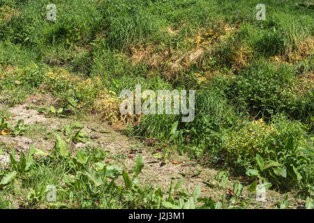 Lutte contre les mauvaises herbes nuisibles par utilisation d'herbicides - feuilles jaunées de pruche empoisonnée eau-Dropwort / Oenanthe crocata à côté du fossé de drainage, voie navigable Banque D'Images