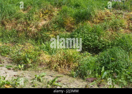 Lutte contre les mauvaises herbes nuisibles par utilisation d'herbicides - feuilles jaunées de pruche empoisonnée eau-Dropwort / Oenanthe crocata à côté du fossé de drainage, voie navigable. Banque D'Images