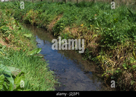 Lutte contre les mauvaises herbes nuisibles par utilisation d'herbicides - feuilles jaunées de pruche empoisonnée eau-Dropwort / Oenanthe crocata à côté du fossé de drainage, voie navigable Banque D'Images