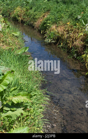 Le contrôle des mauvaises herbes - feuilles jaunies de pruche de l'Water-Dropwort empoisonné (Oenanthe crocata) à côté des fossés de drainage, de la navigation intérieure. Banque D'Images