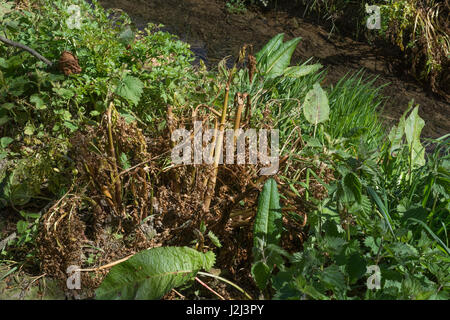 Lutte contre les mauvaises herbes nuisibles par utilisation d'herbicides - feuilles jaunées de pruche empoisonnée eau-Dropwort / Oenanthe crocata à côté du fossé de drainage, voie navigable Banque D'Images