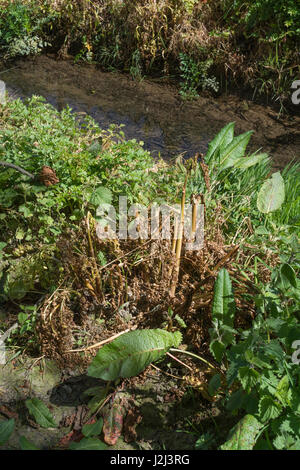 Lutte contre les mauvaises herbes nuisibles par utilisation d'herbicides - feuilles jaunées de pruche empoisonnée eau-Dropwort / Oenanthe crocata à côté du fossé de drainage, voie navigable Banque D'Images