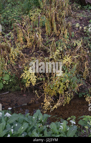 Lutte contre les mauvaises herbes nuisibles par utilisation d'herbicides - feuilles jaunées de pruche empoisonnée eau-Dropwort / Oenanthe crocata à côté du fossé de drainage, voie navigable Banque D'Images